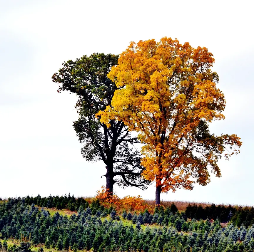 Two fall trees 2025